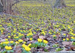 Winterlinge Die Gelbe Pracht In Jena 00002